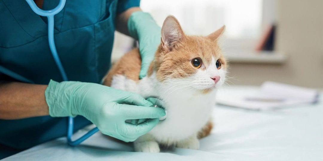 Finanțare disponibilă pentru servicii medicale în mediul rural